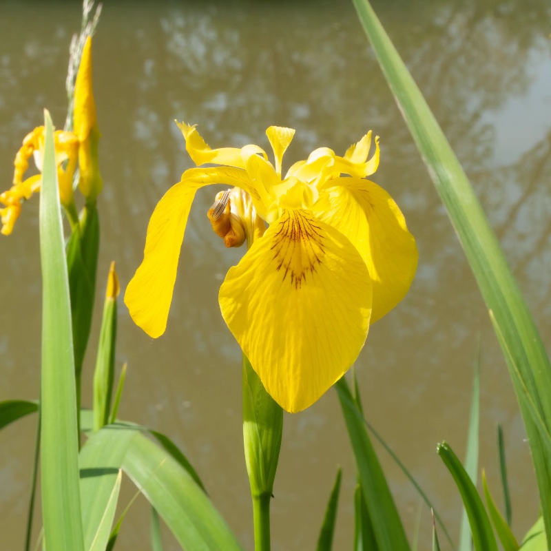 Yellow Flag Iris