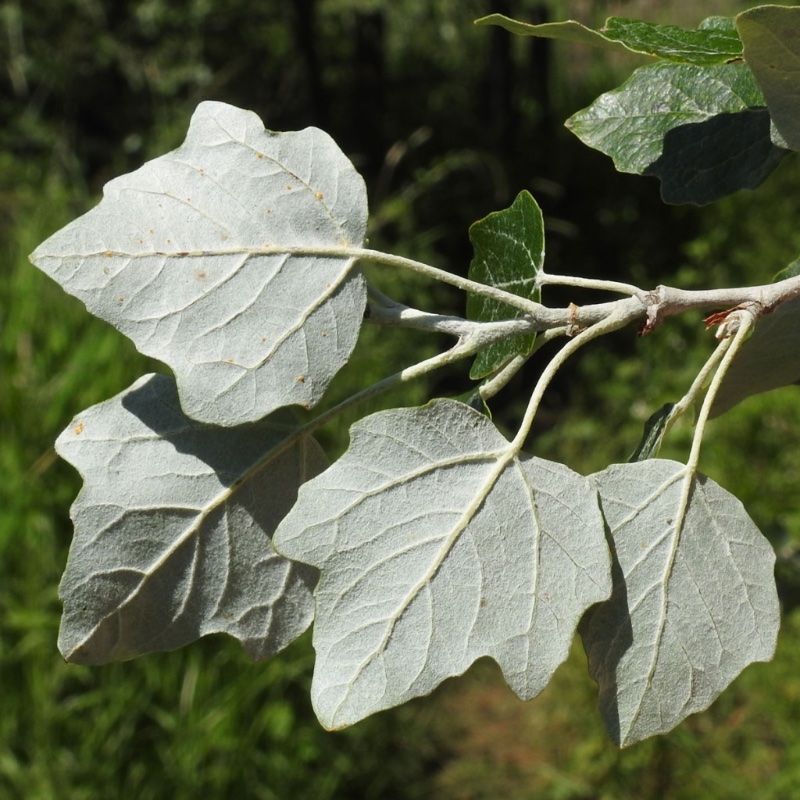White Poplar