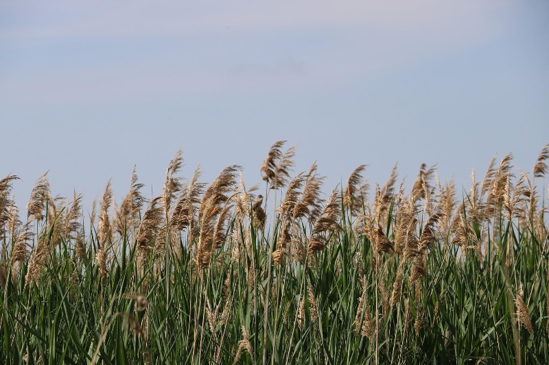 Common Reed