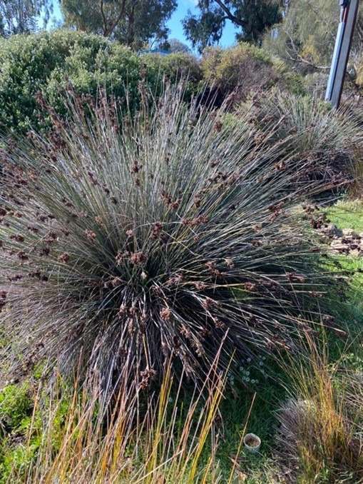 Spiny Rush