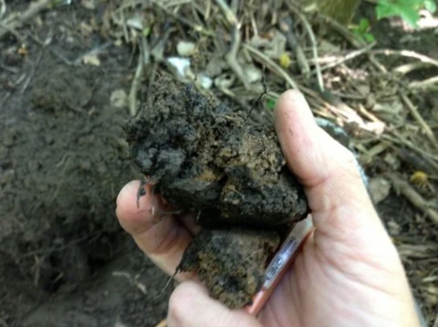 Silty Wetland Soil